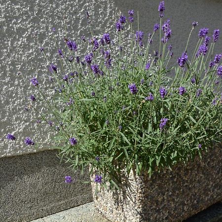 Apartma Zala Most na Soči Exterior foto